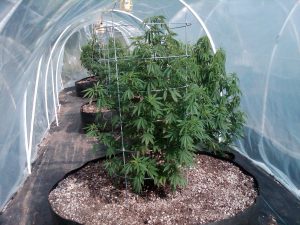 growing marijuana in Colorado