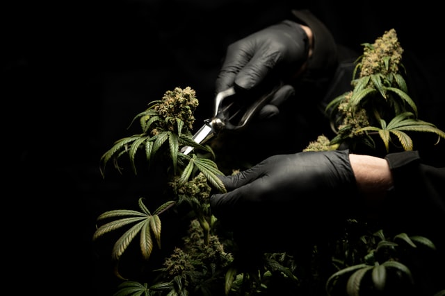 person trimming a cannabis plant