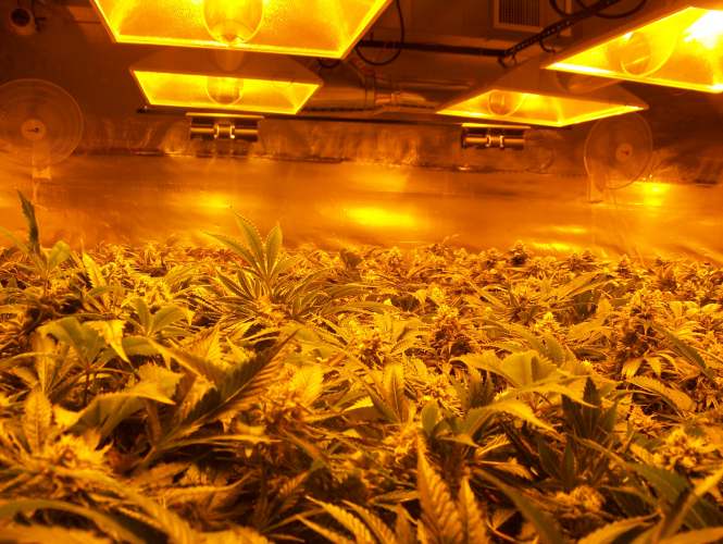 Colorado cannabis grow tour