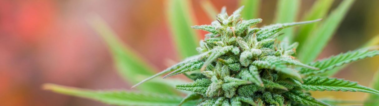 Colorado Recreational Cannabis Information