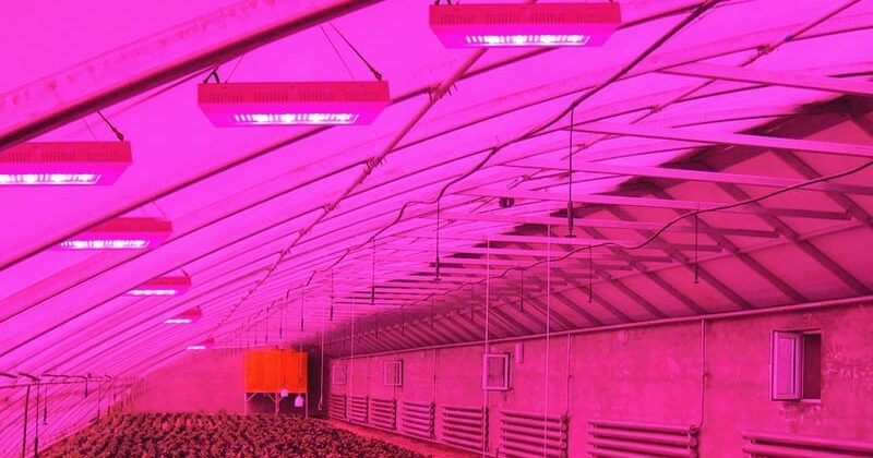 led lighted grow room