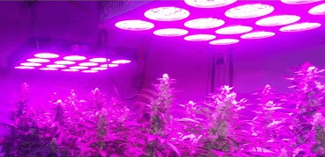 LED Grow Lights