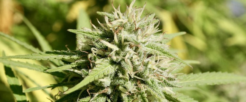 Tackling Cannabis Smoke Misconceptions