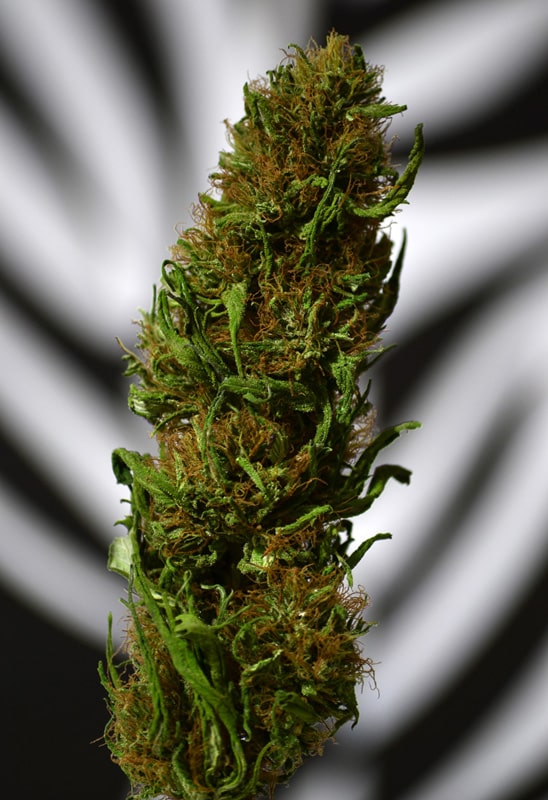 Tackling Cannabis Smoke Misconceptions