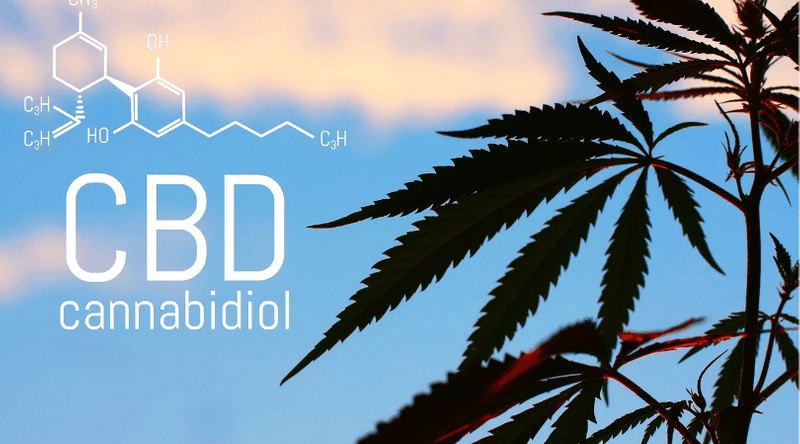 cbd isolate from cannabis plants