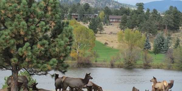 elk at estes lake