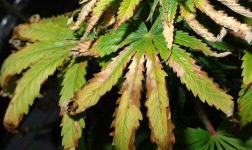dry burnt cannabis leaves