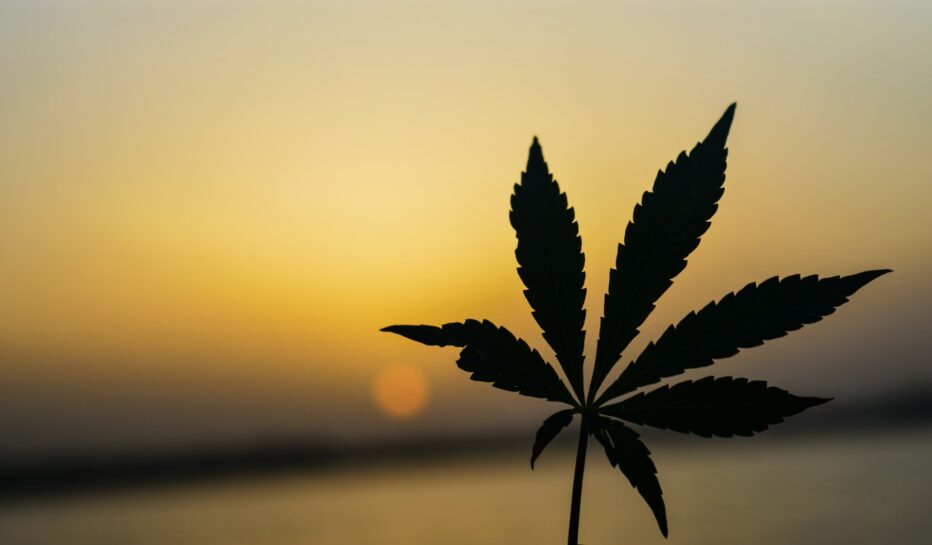 cannabis leaf with cbd