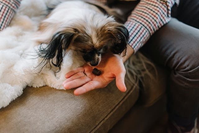 CBD Dog Treats