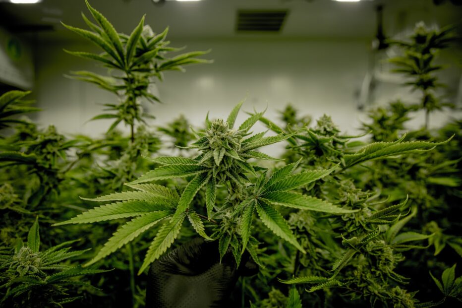 denver cannabis tours plants