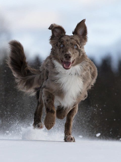 dog running through snow