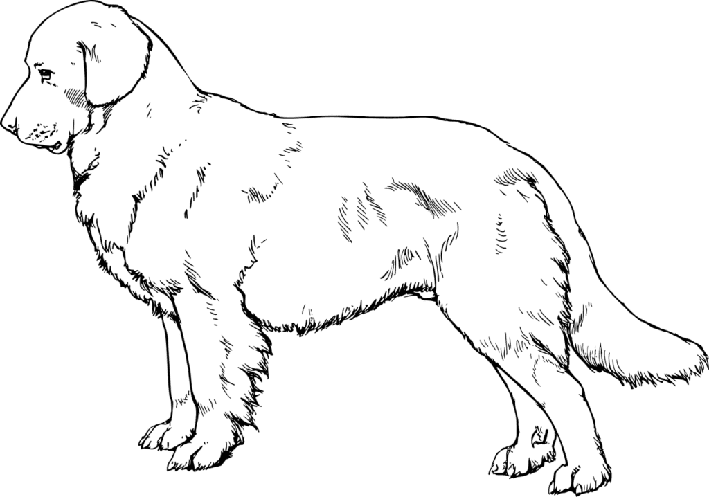 drawing of a dog