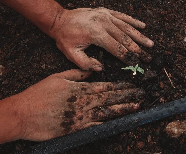 How To Choose The Right Strain hands planting a cannabis clone