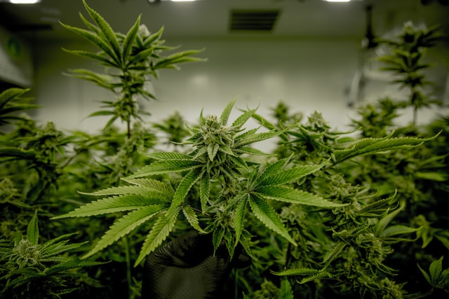 hands holding a cannabis flower in an indoor grow