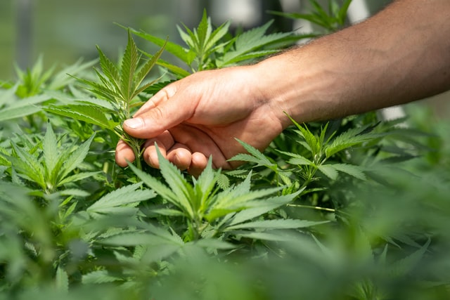 hand holing a cannabis plant stem in a cannabis field checking how the potency of cannabis has changed