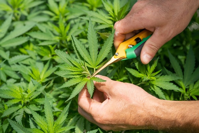 hand clipping a cannabis plat for cloning, changing the potency of cannabis