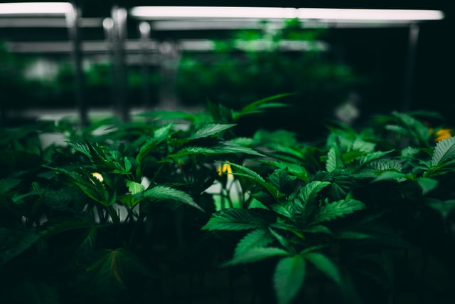 photo of a cannabis grow operation