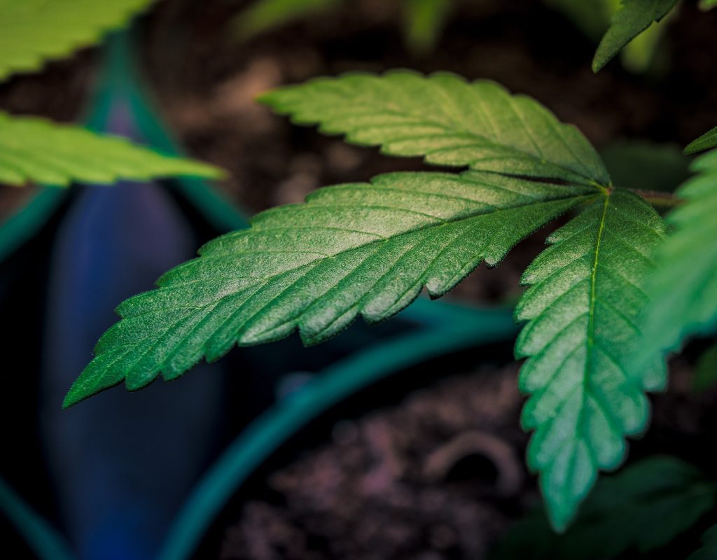 young cannabis plant in garden