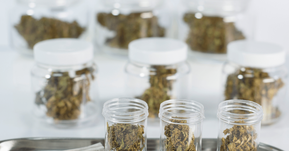 jars of cannabis flower