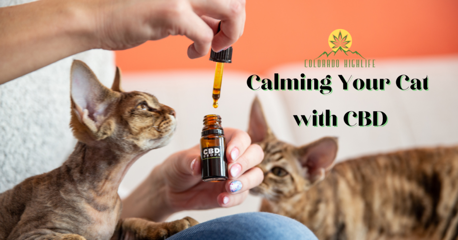 Calming Your Cat with CBD