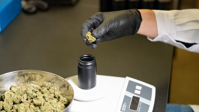 bud tender weighing cannabis